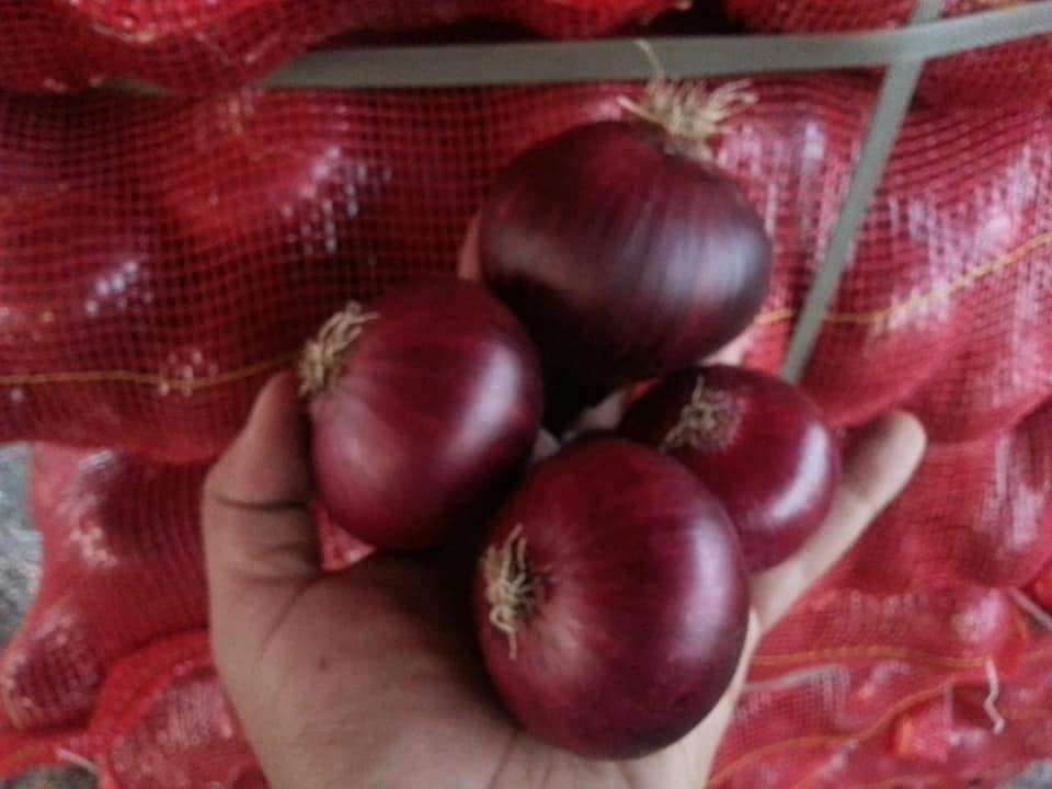 Red onions 