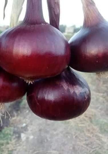 Red onions 