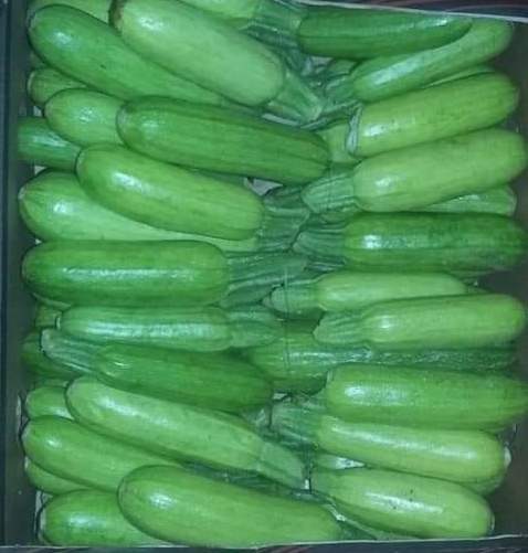 Cucumber