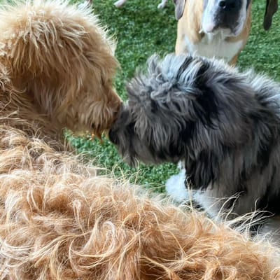 Puppy Socialization image