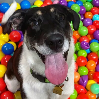 Indoor Dog Run image