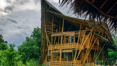 Bamboo - the green building material of the future