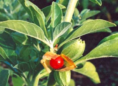 Ashwaganda