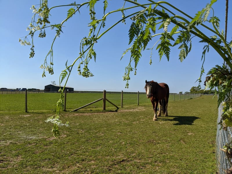 Forage for your horses!