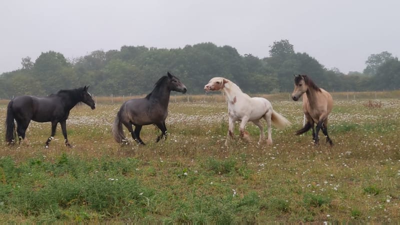 Introducing little Jimmy