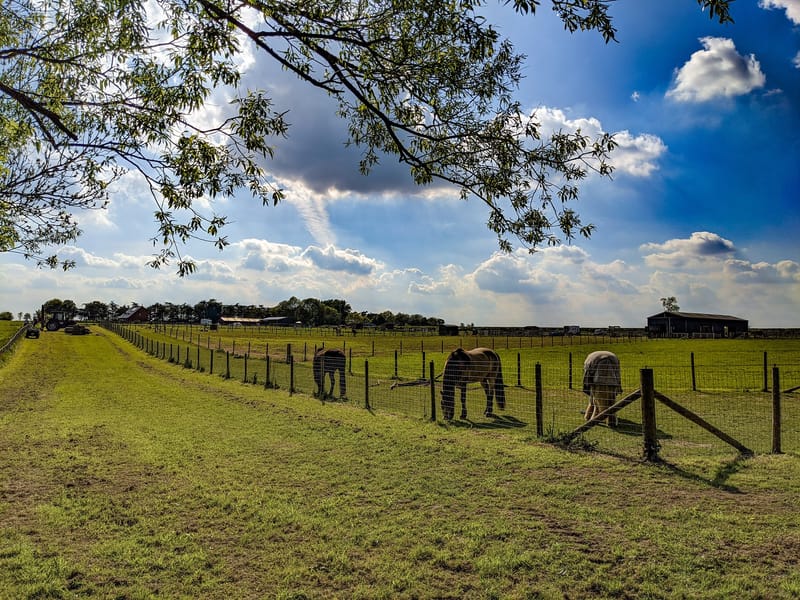 Sweetitch and sugar?