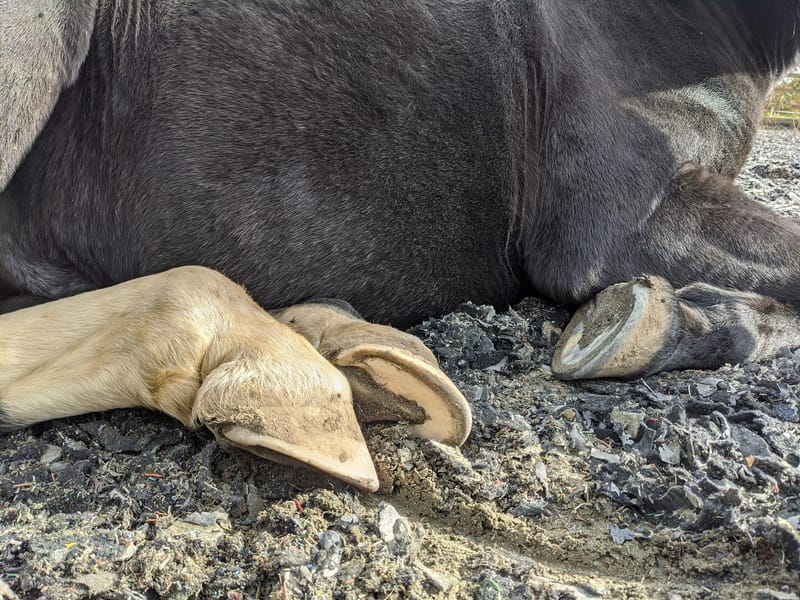 Shoes are a plaster. Not a Fix