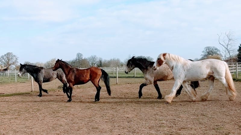 Laminitis and colic are still the number 1 killers of horses in the UK.  Whats causing it?