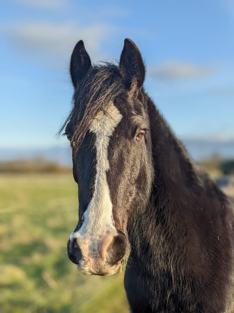 Shoe him or put him down!