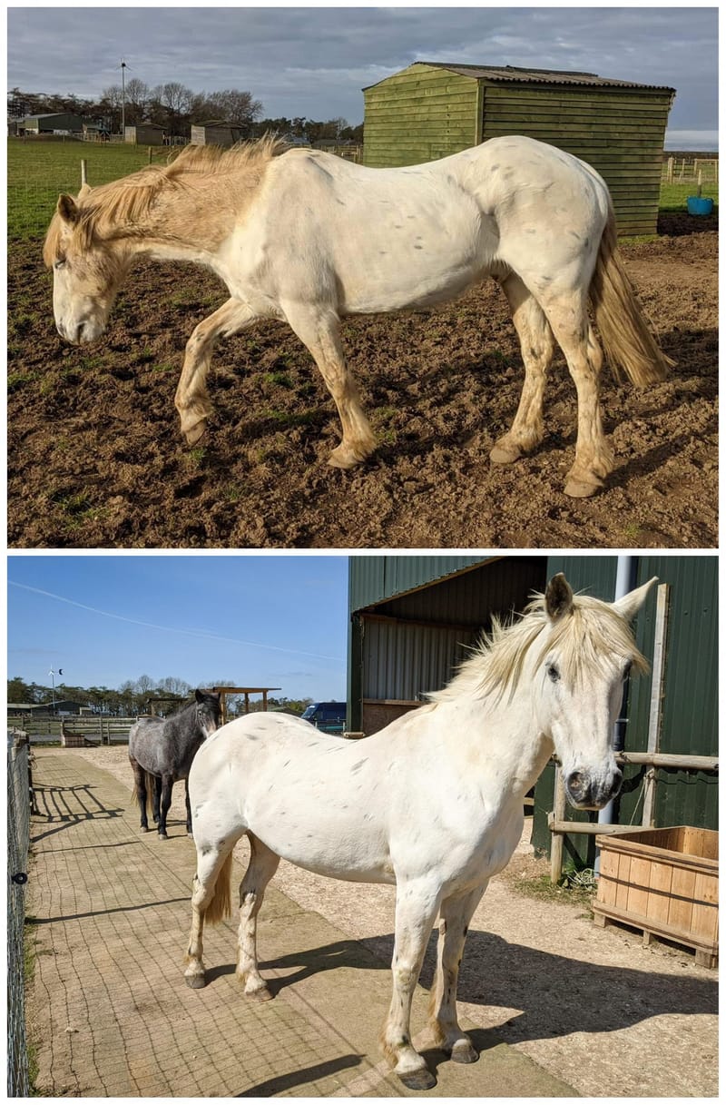 Track systems aren't just for fat/metabolic/lami prone horses