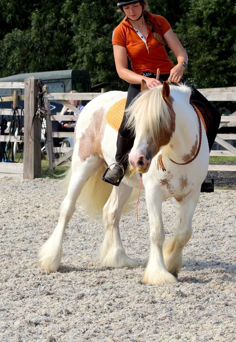 Natural Horsemanship?