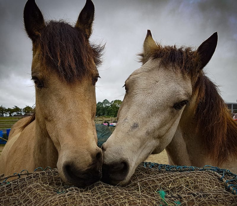 How We Hay