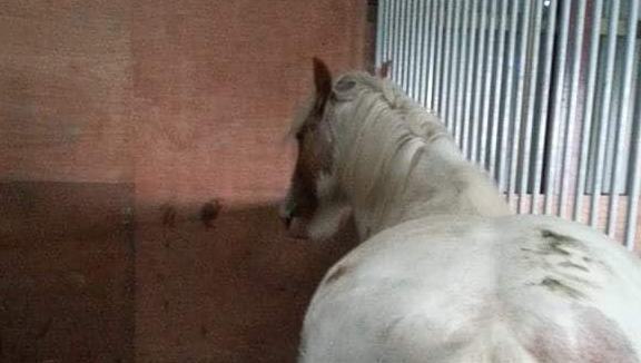 My horse loves his stable