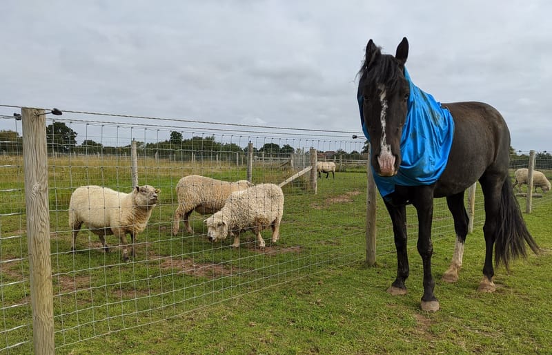 Safe fencing over surfaced track