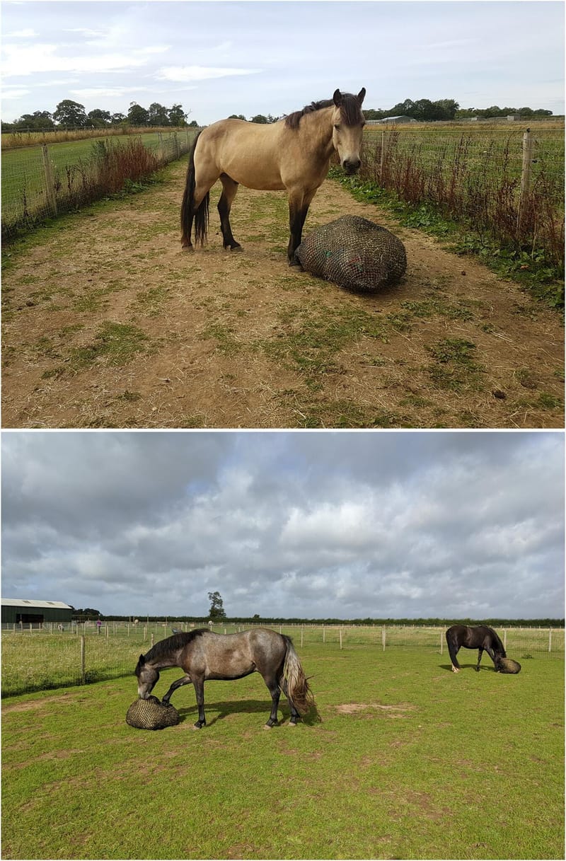 Worrying about grass in AUGUST?!