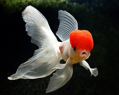 Los peces rojos (peces japoneses)