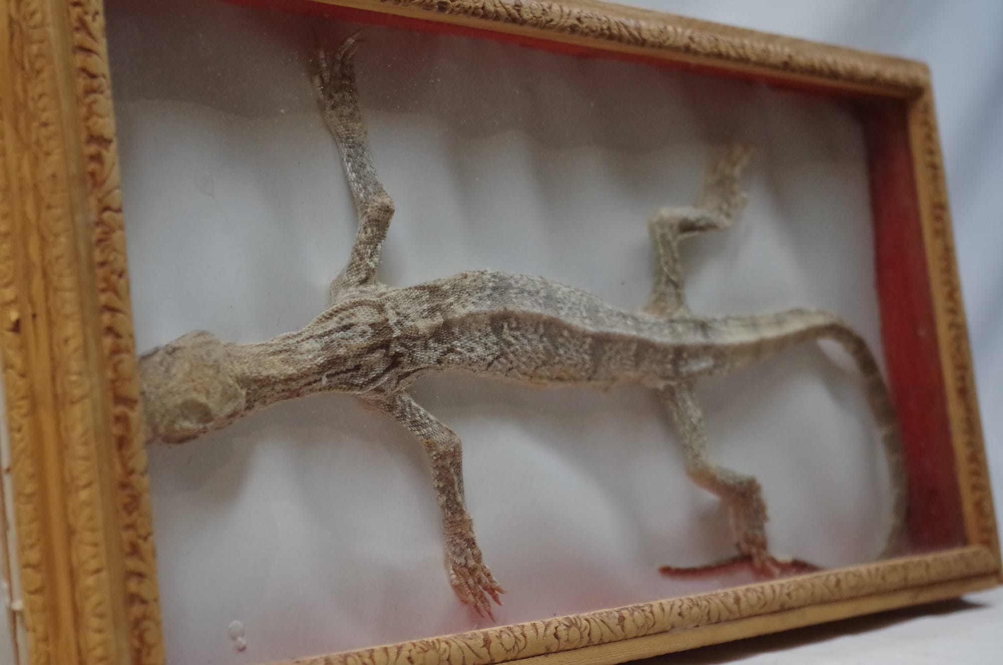 Incased Common Gliding Lizard