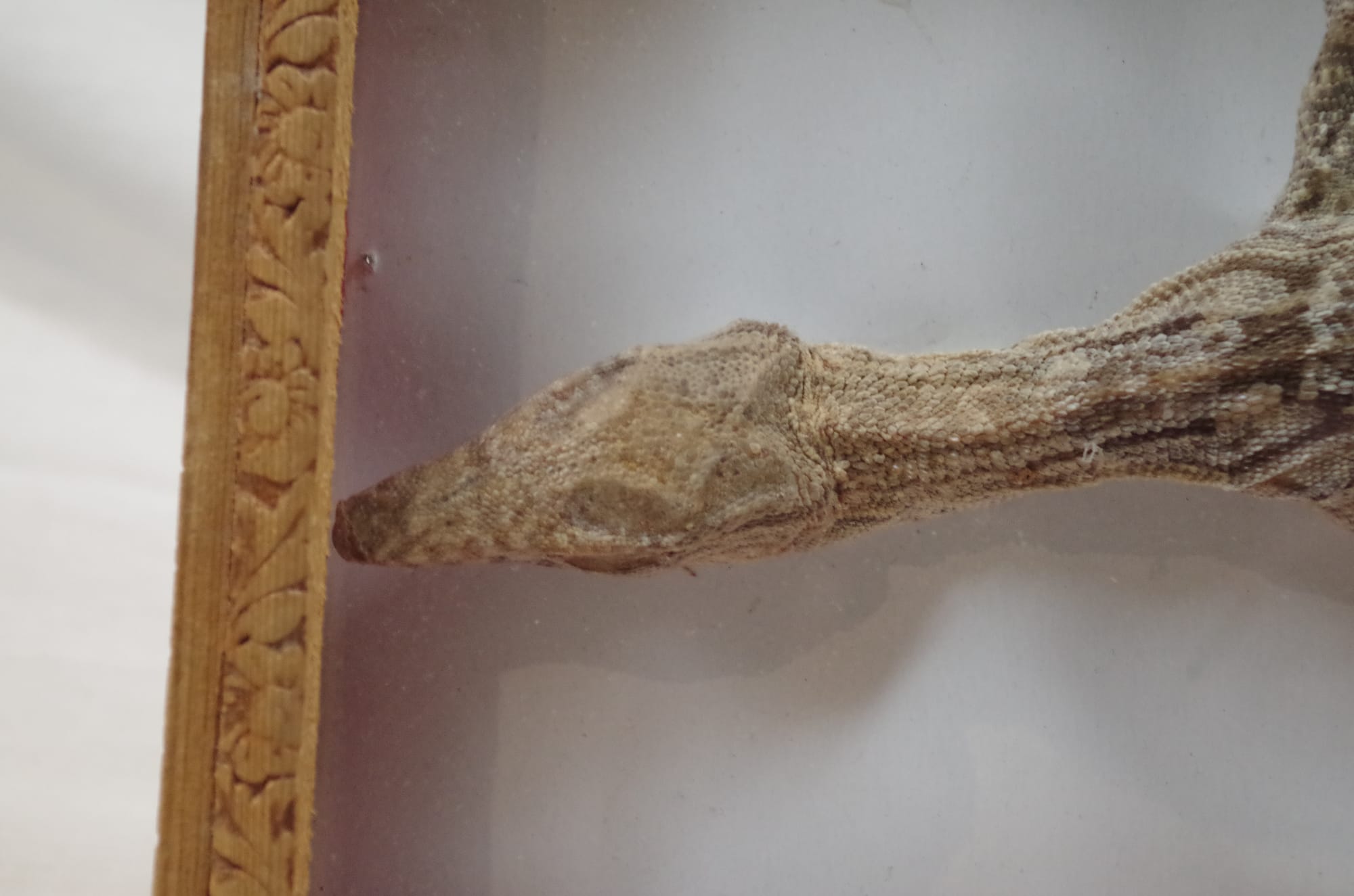 Incased Common Gliding Lizard