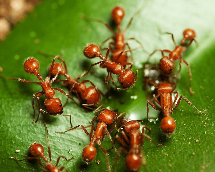 Fire Ants