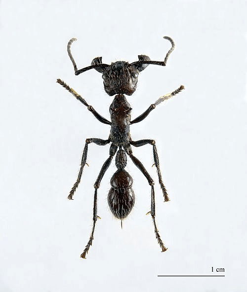 Bullet Ants