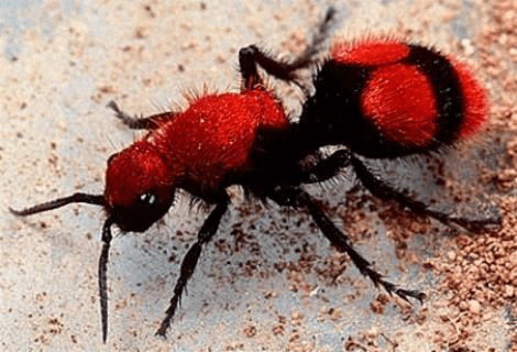 Velvet Ant