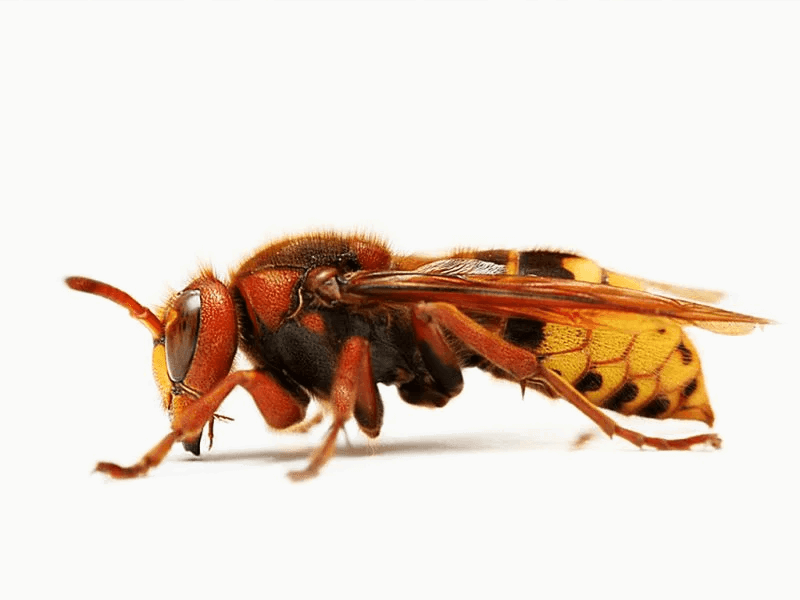 European Hornet