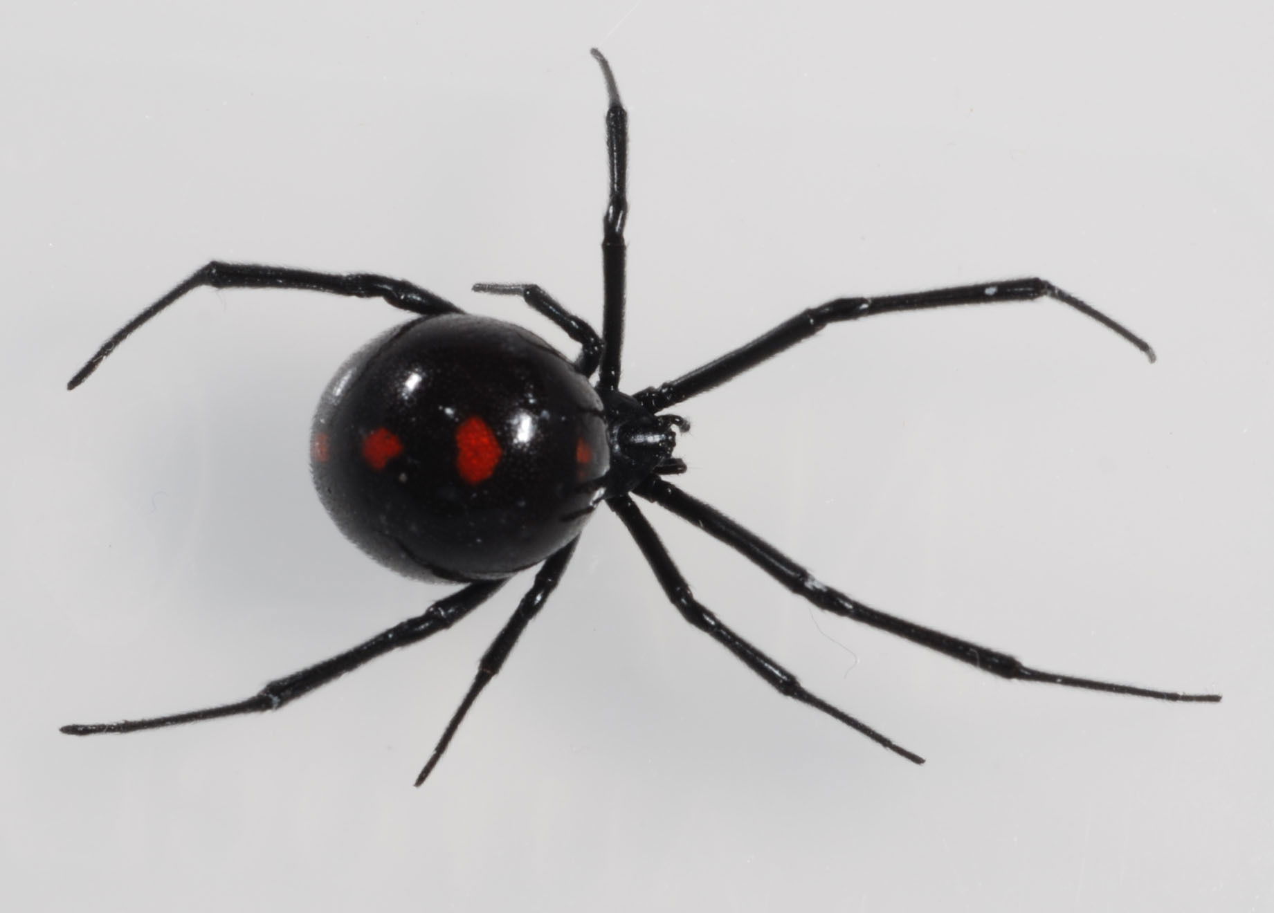 Black Widow