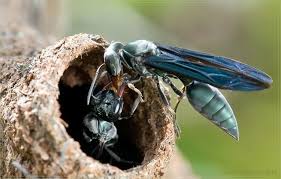 Warrior Wasps