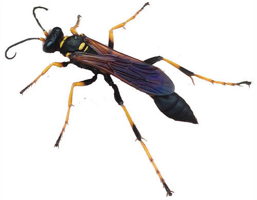 Mud Daubers