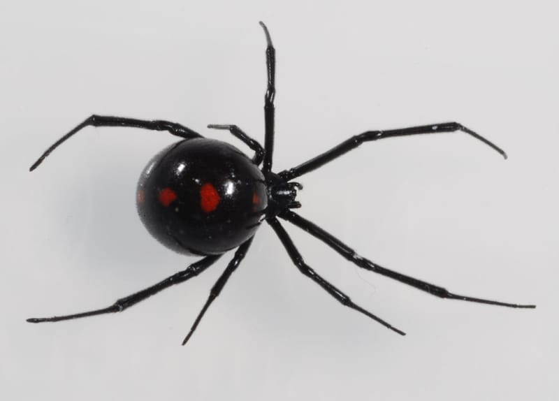 Black Widow