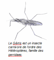 Question n°5 : Comment les Gerris marchent sur l'eau ?