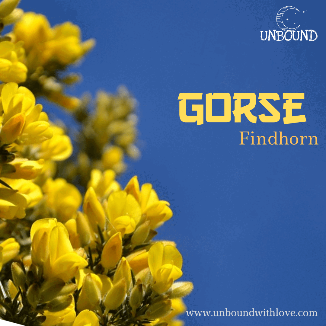 [Findhorn 花精] Gorse (荊豆）是給這些感到絕望的人使用的花精