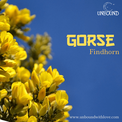 [Findhorn 花精] Gorse (荊豆）是給這些感到絕望的人使用的花精
