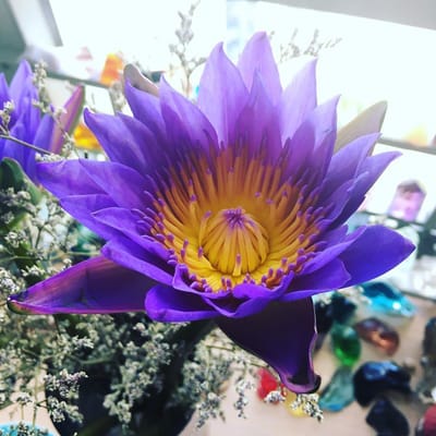 當Aura-soma B118變成 B1+B18