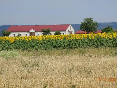 NEUER SIEDLER AM NEUSIEDLERSEE