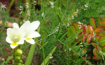 MARRIAGE VON BOUGAINVILLEA UND JASMIN