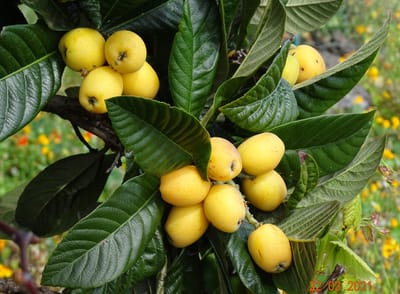 DIE MISPELN SIND REIF