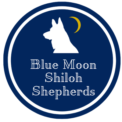 Blue Moon Shiloh Shepherds