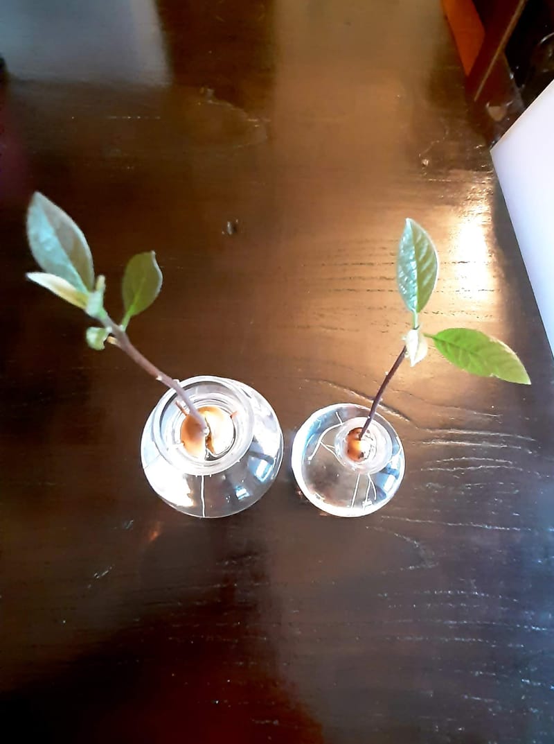 AVOCADO: DAL SEME ALLA PIANTA