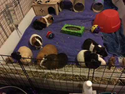 BOARDING and nail trims image