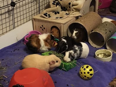 donations greatfully accepted image