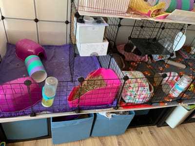 BOARDING and nail trims image