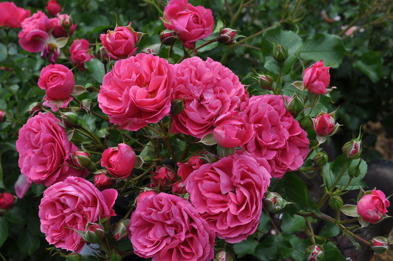 Roses