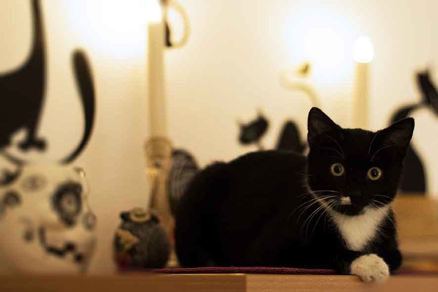 Our Resident Cat