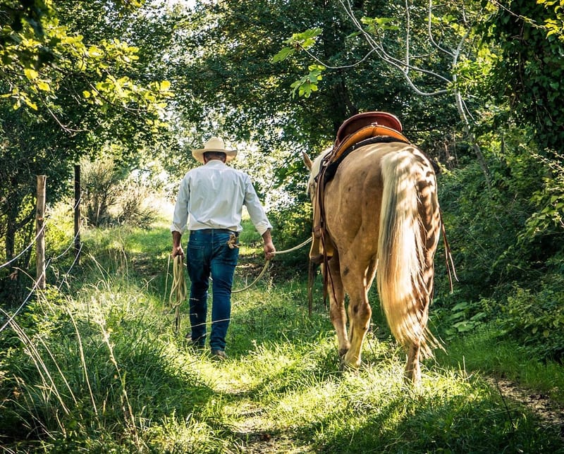 THEHORSEWAY - Natural Horsemanship