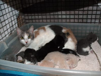 Available  Rescues image