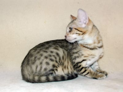 Savannah Kittens Page 1 image