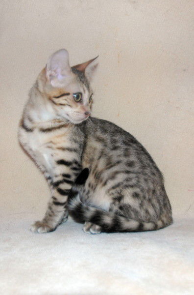 Savannah Kittens Page 1 image