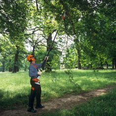 Getting the Best Tree Trimming Services image