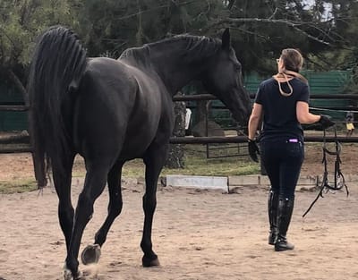 Le cheval est un bon maître, non seulement pour le corps, mais aussi pour l'esprit et pour le coeur image
